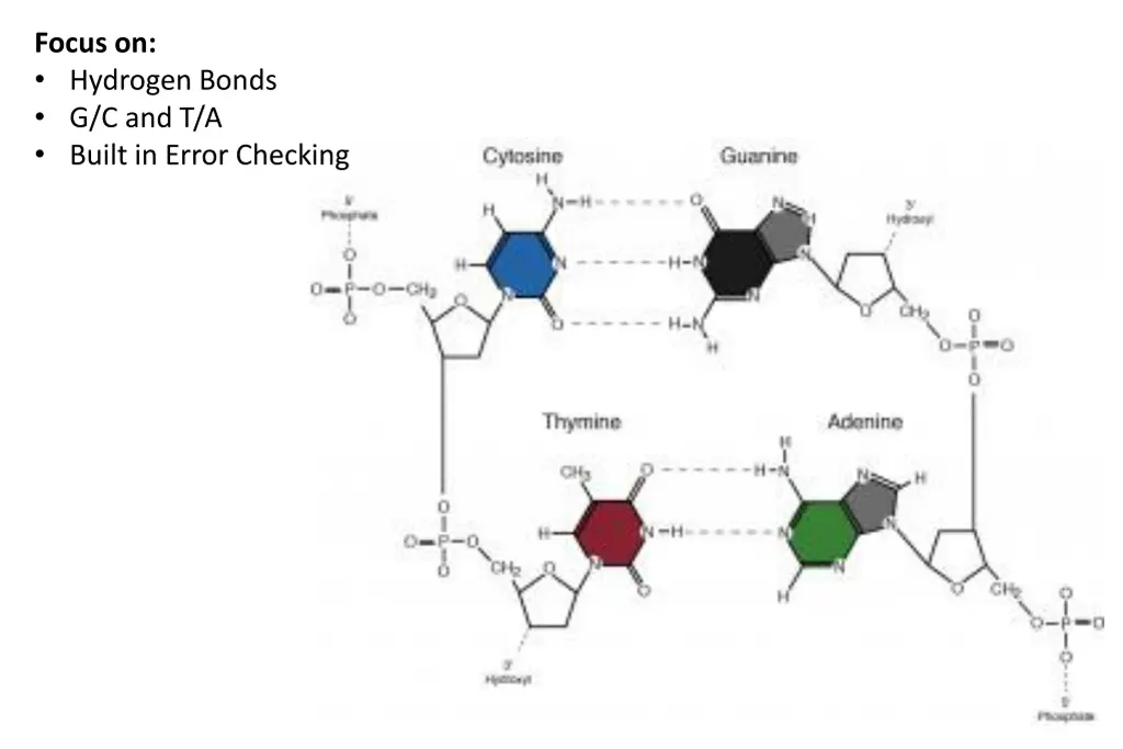 focus on hydrogen bonds g c and t a built