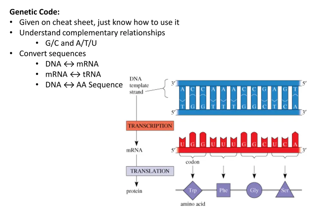 genetic code given on cheat sheet just know