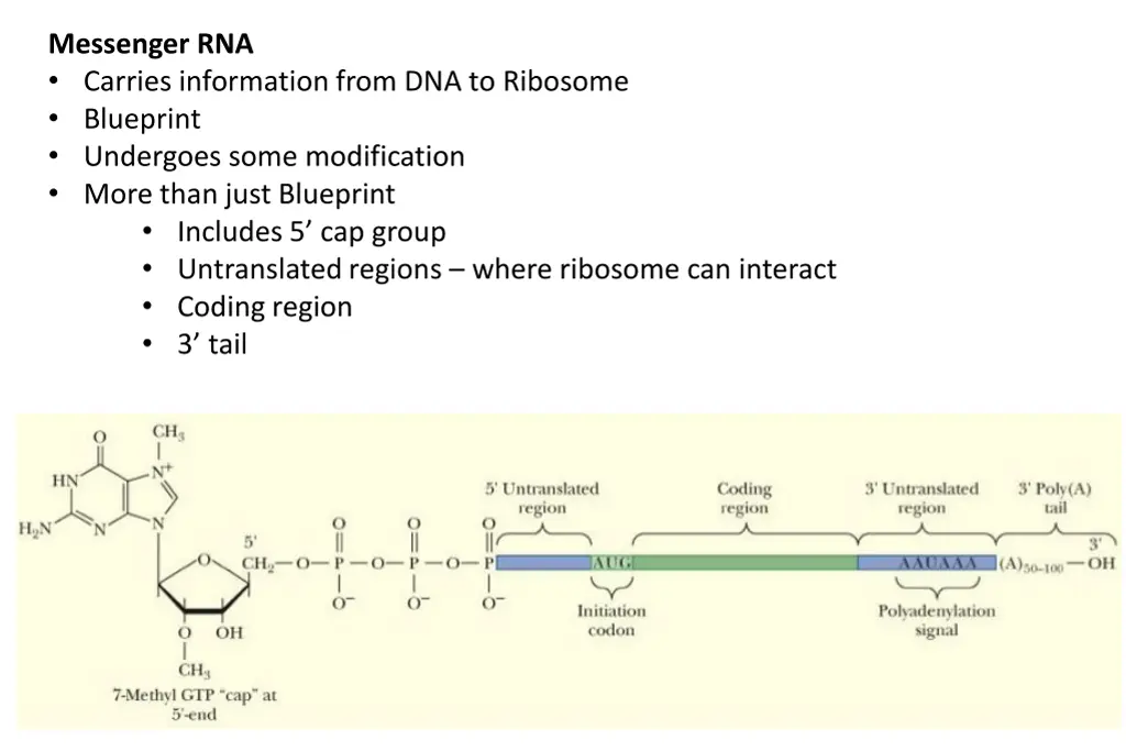 messenger rna carries information from