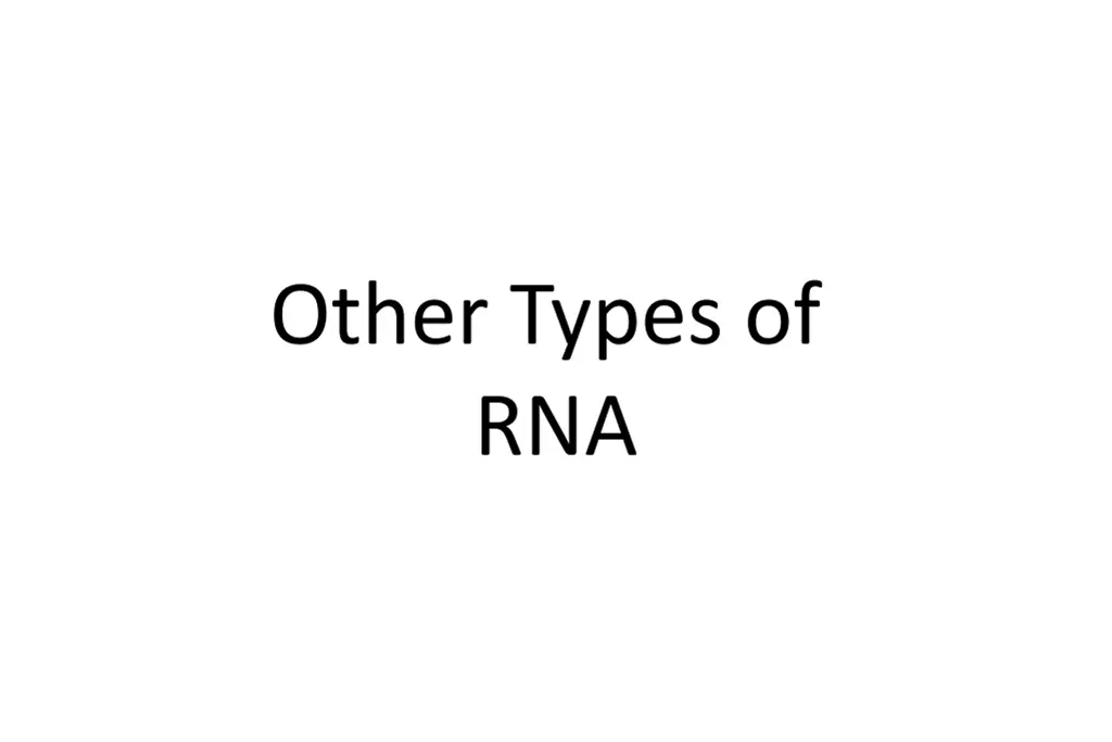 other types of rna