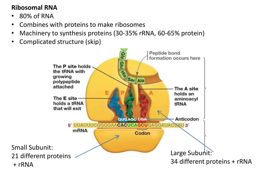 ribosomal rna 80 of rna combines with proteins