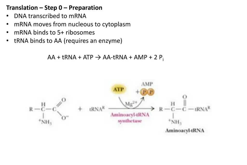 translation step 0 preparation dna transcribed