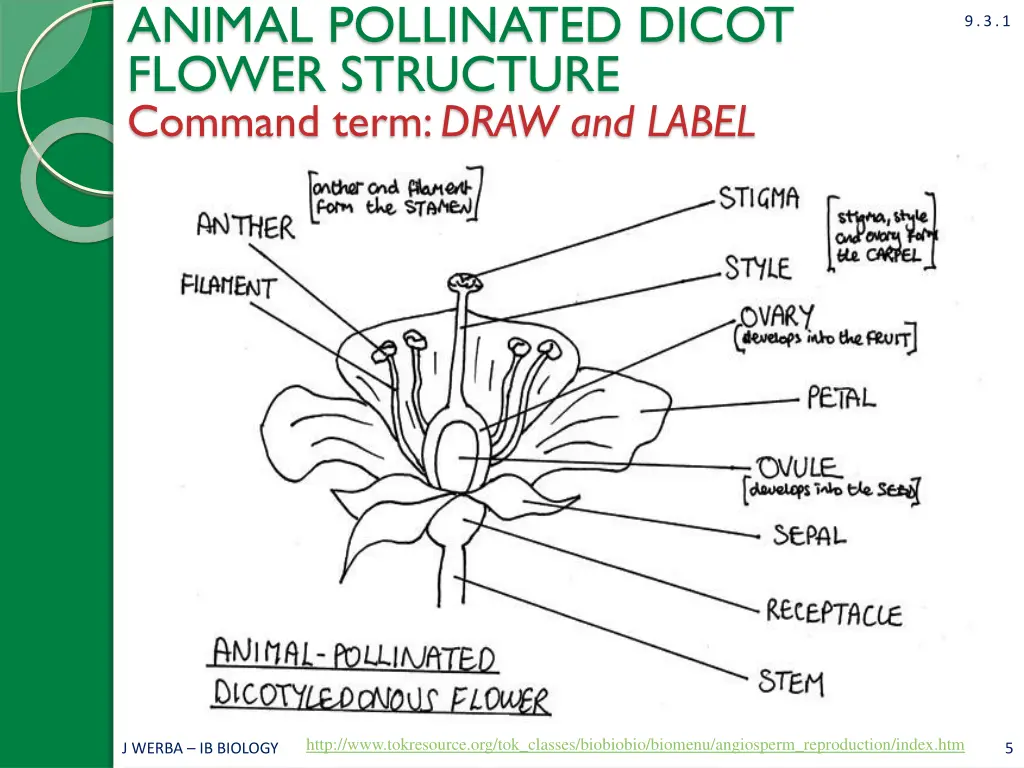 animal pollinated dicot flower structure command 1