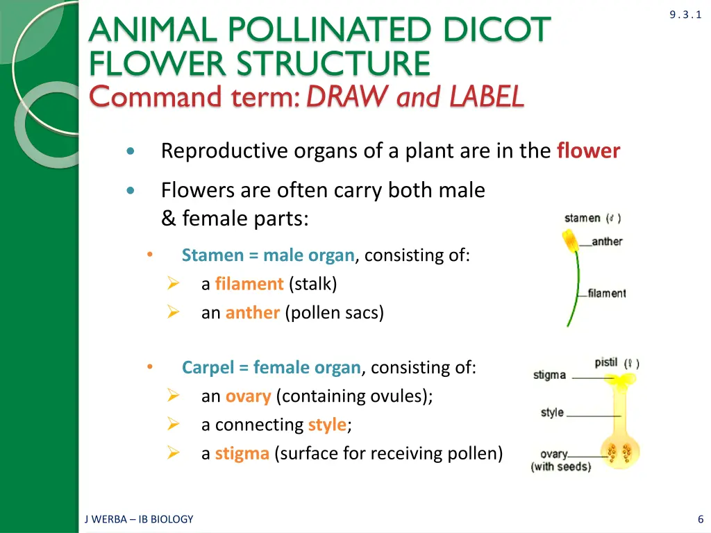 animal pollinated dicot flower structure command 2