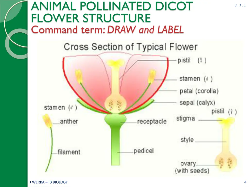 animal pollinated dicot flower structure command