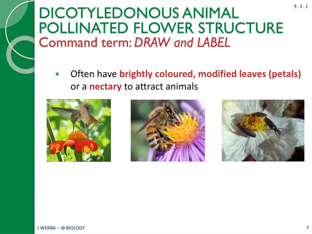 dicotyledonous animal pollinated flower structure