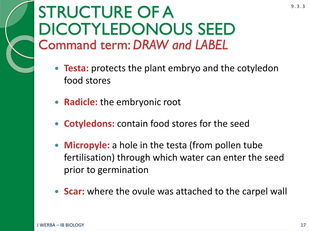 structure of a dicotyledonous seed command term 1