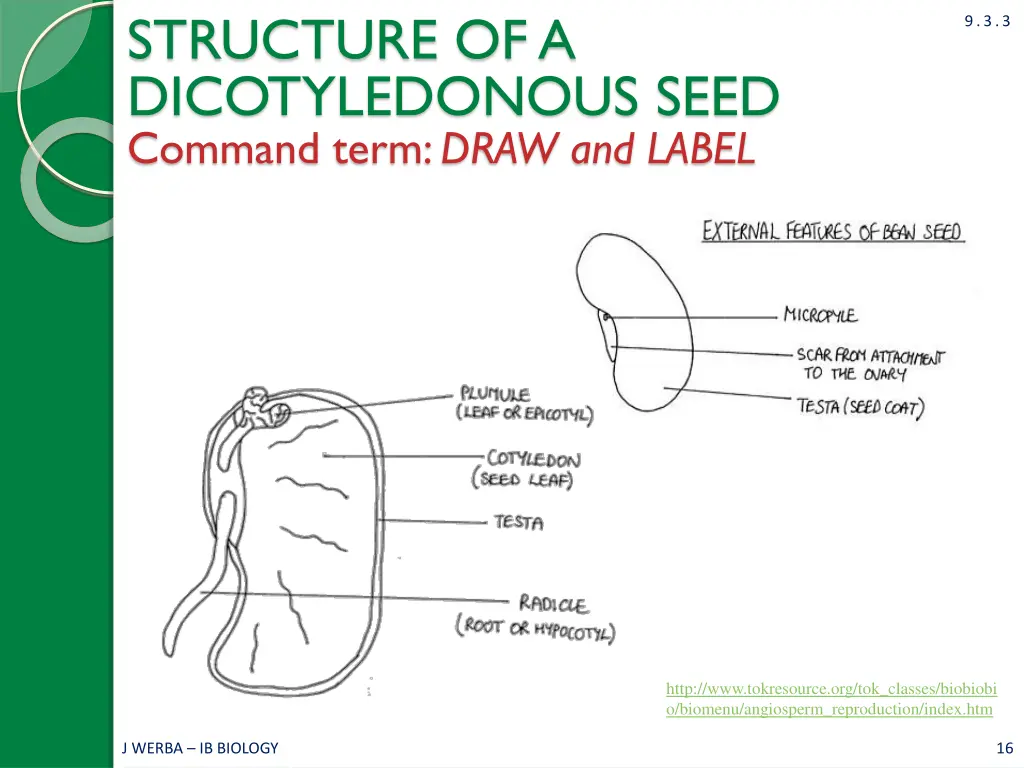 structure of a dicotyledonous seed command term