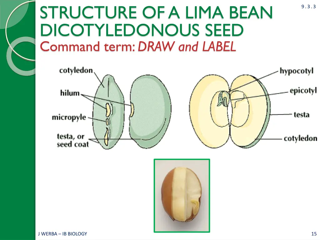 structure of a lima bean dicotyledonous seed