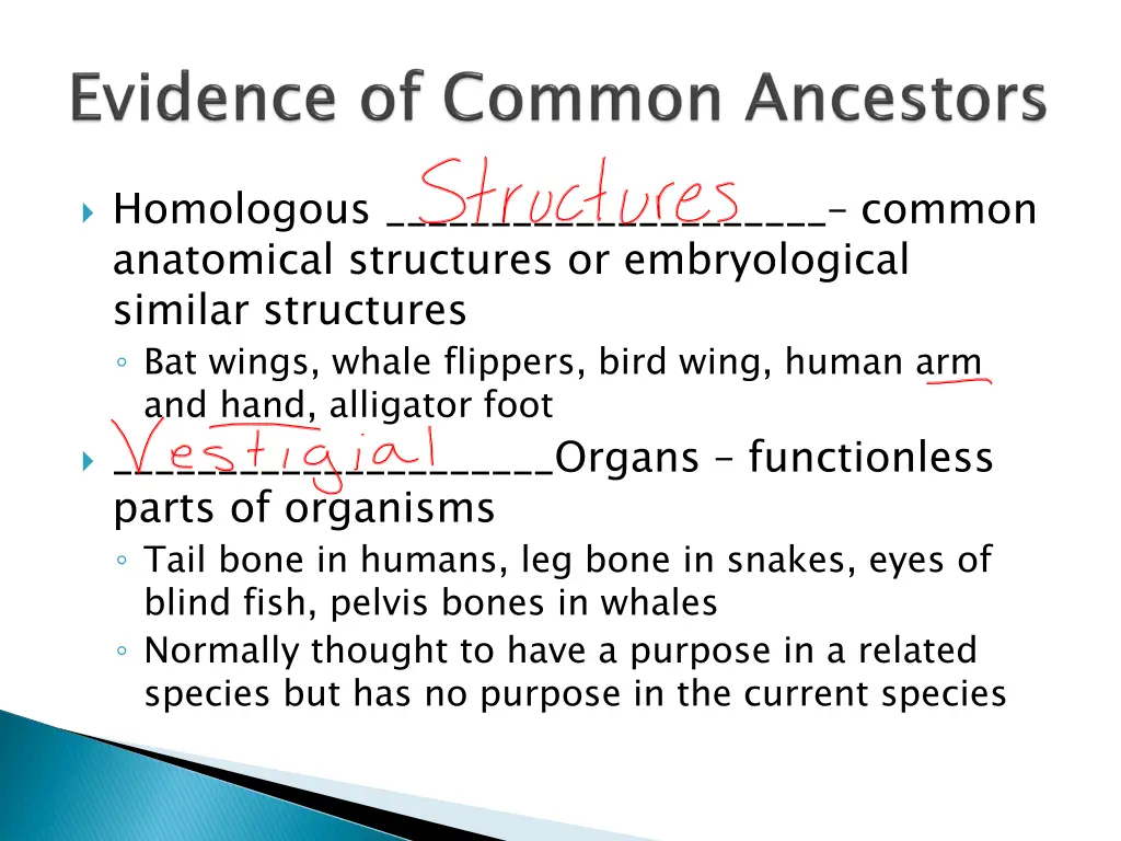 homologous common anatomical structures