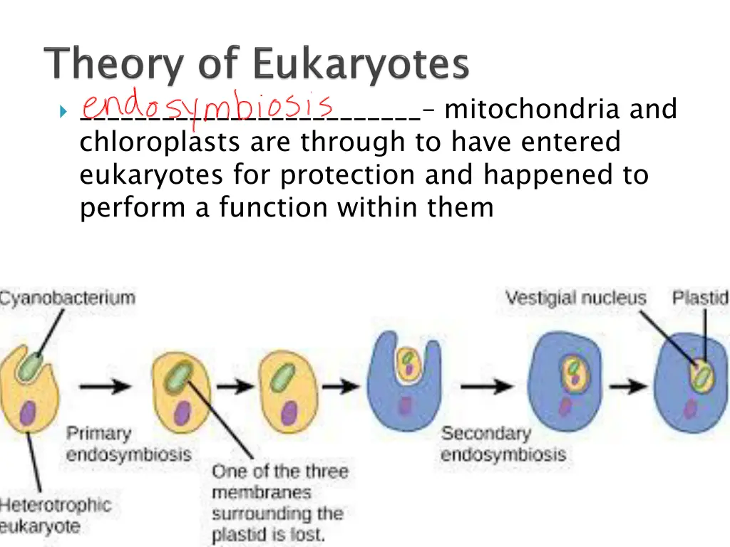 mitochondria and chloroplasts are through to have
