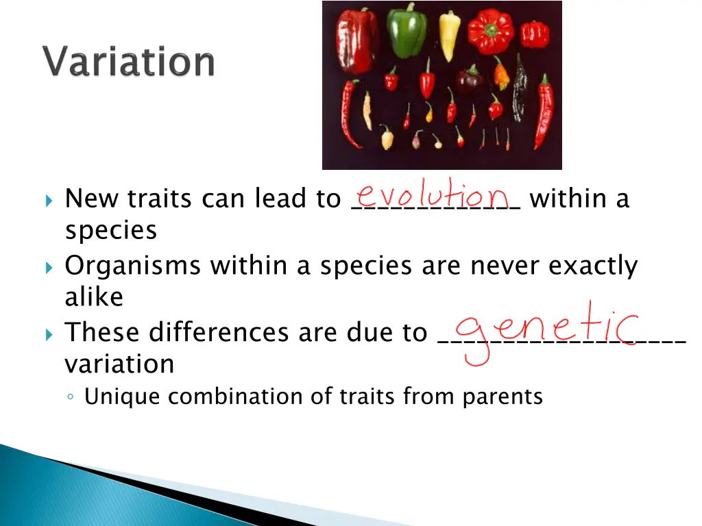 new traits can lead to within a species organisms