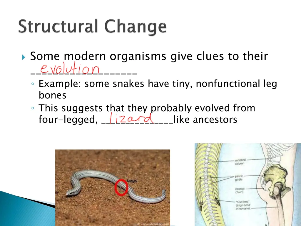 some modern organisms give clues to their example