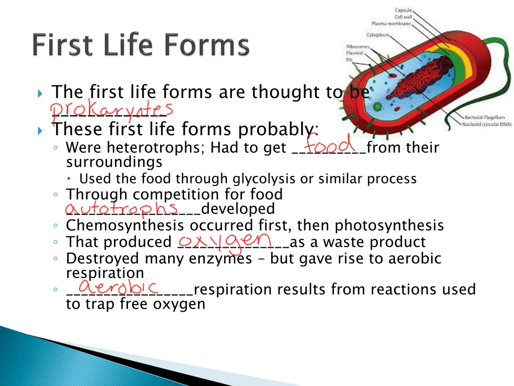 the first life forms are thought to be these