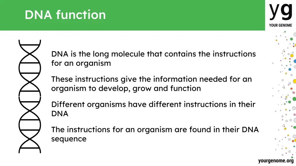 dna function