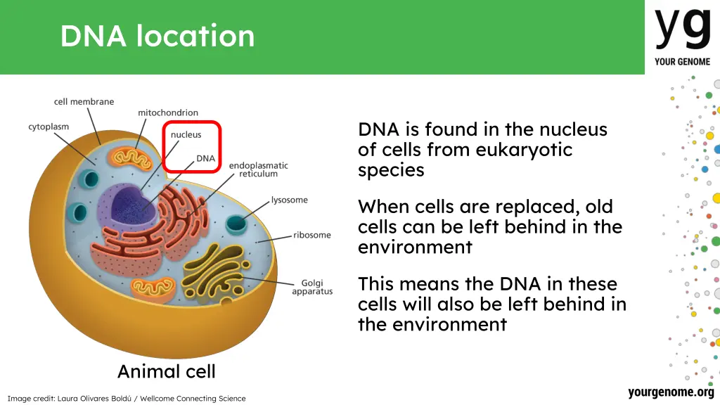 dna location