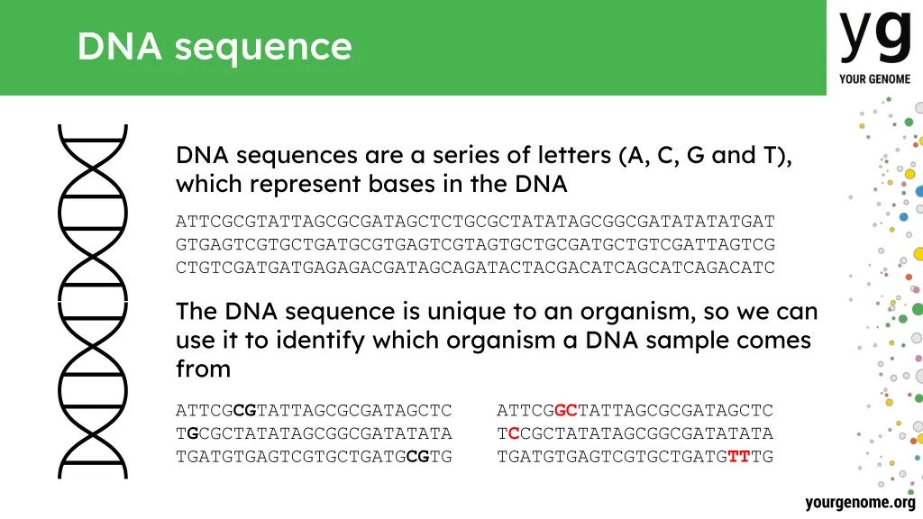 dna sequence
