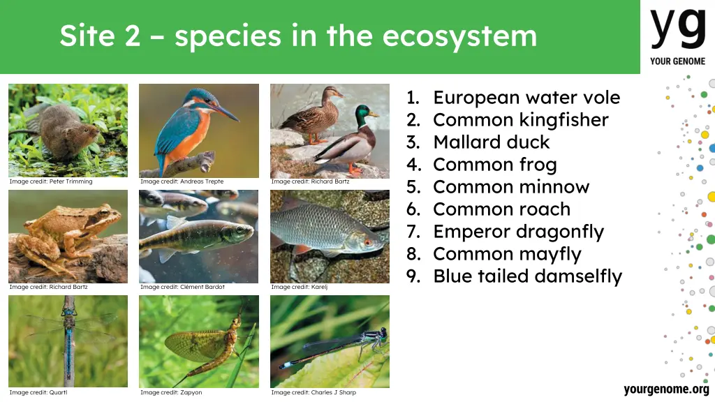 site 2 species in the ecosystem