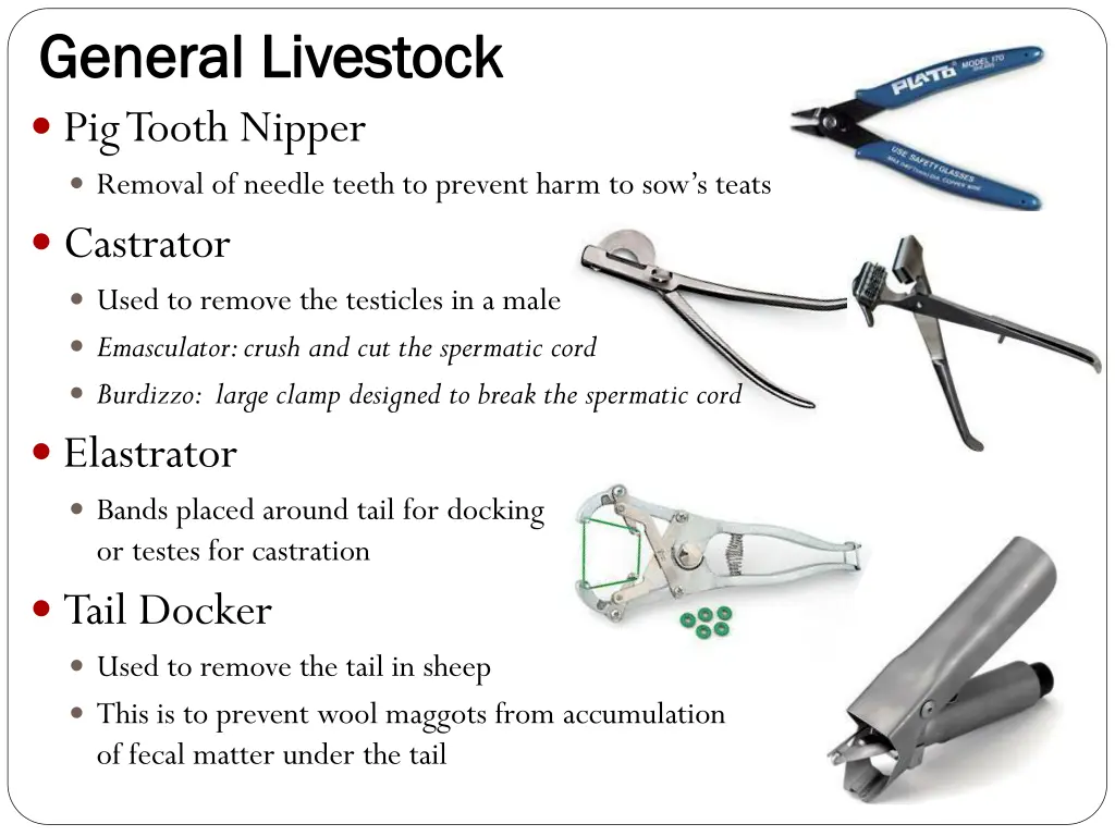 general livestock general livestock pig tooth