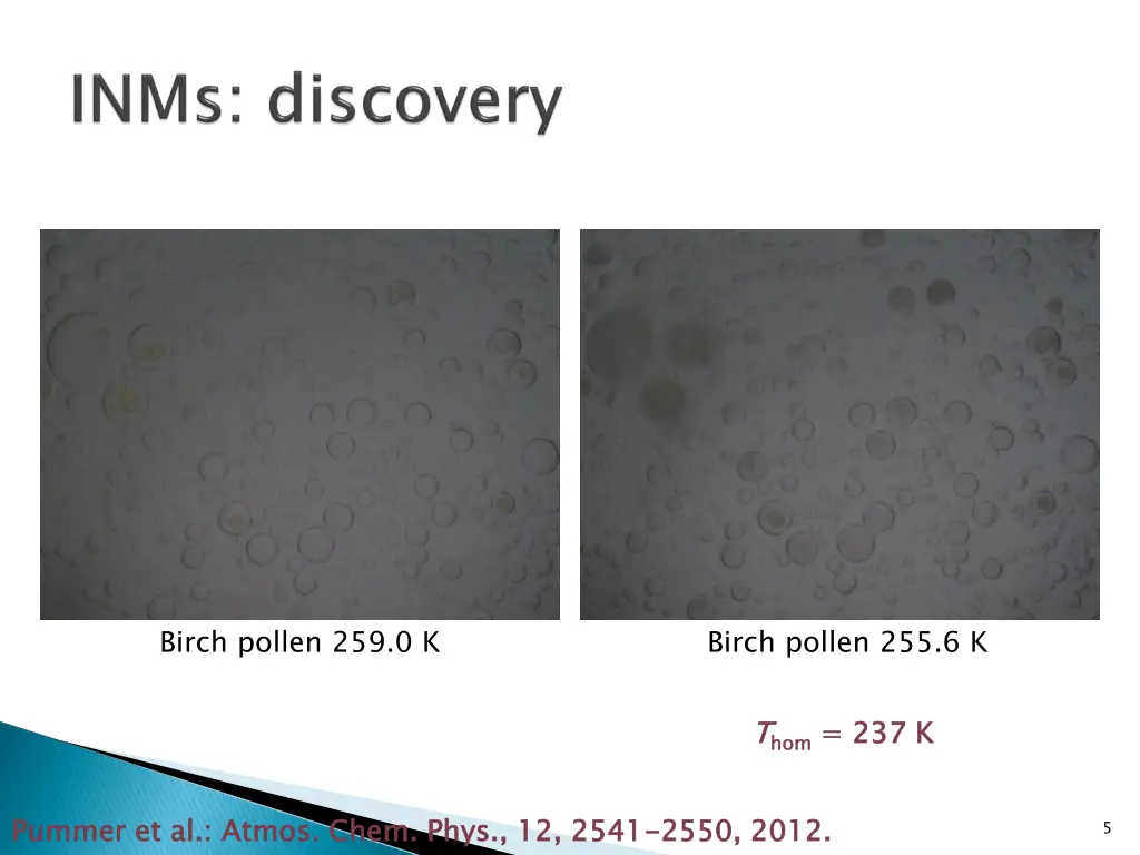 birch pollen 259 0 k