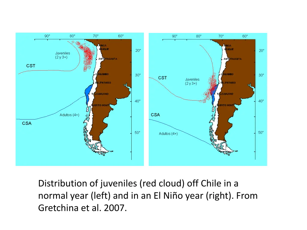 distribution of juveniles red cloud off chile