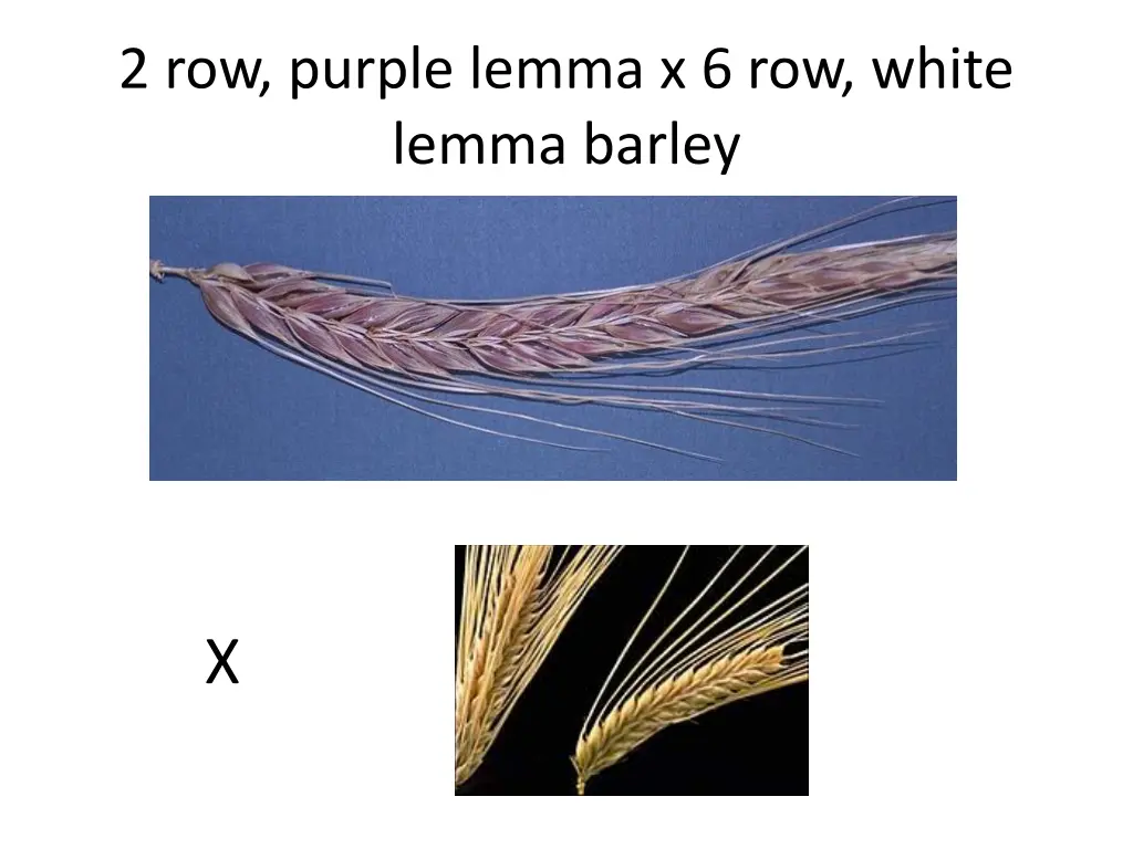 2 row purple lemma x 6 row white lemma barley
