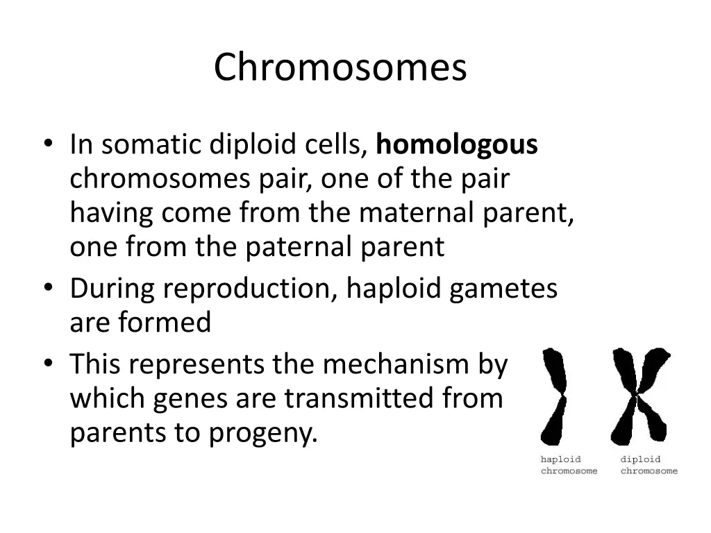 chromosomes