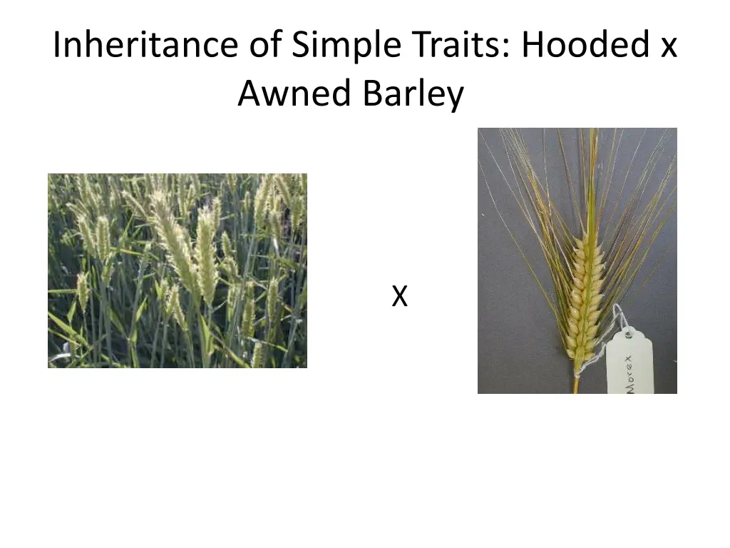 inheritance of simple traits hooded x awned barley