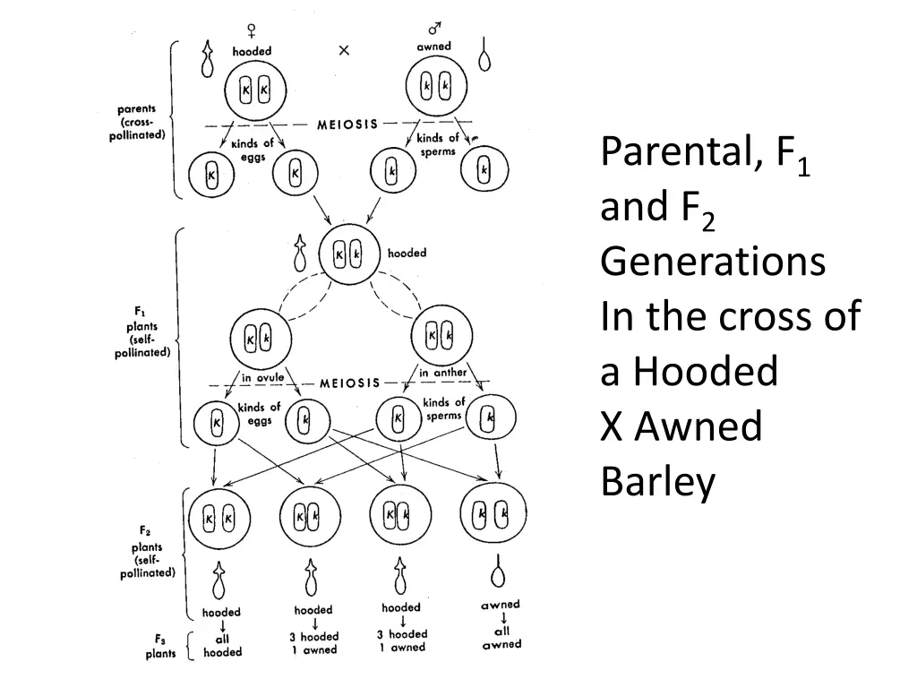 parental f 1 and f 2 generations in the cross
