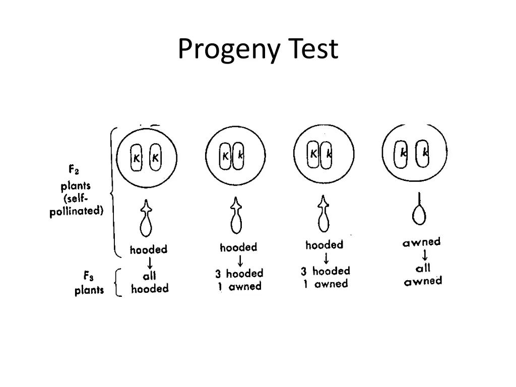 progeny test