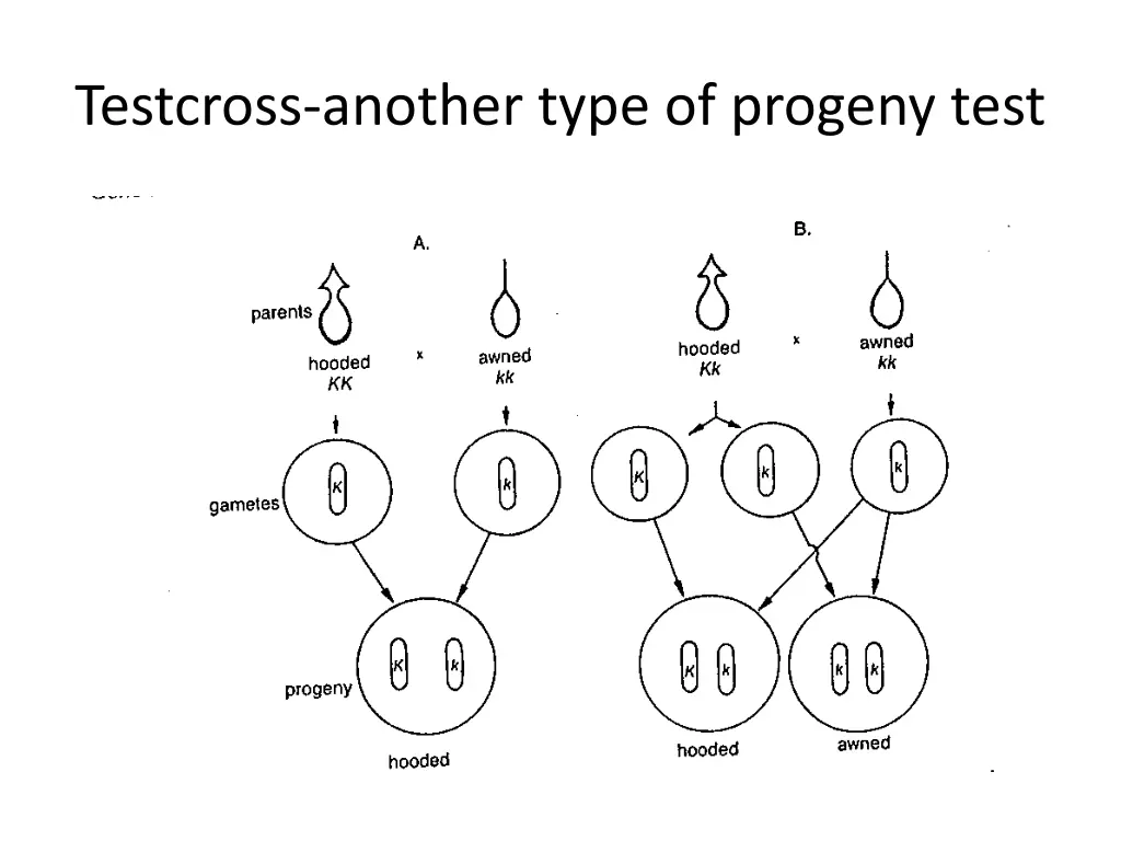 testcross another type of progeny test