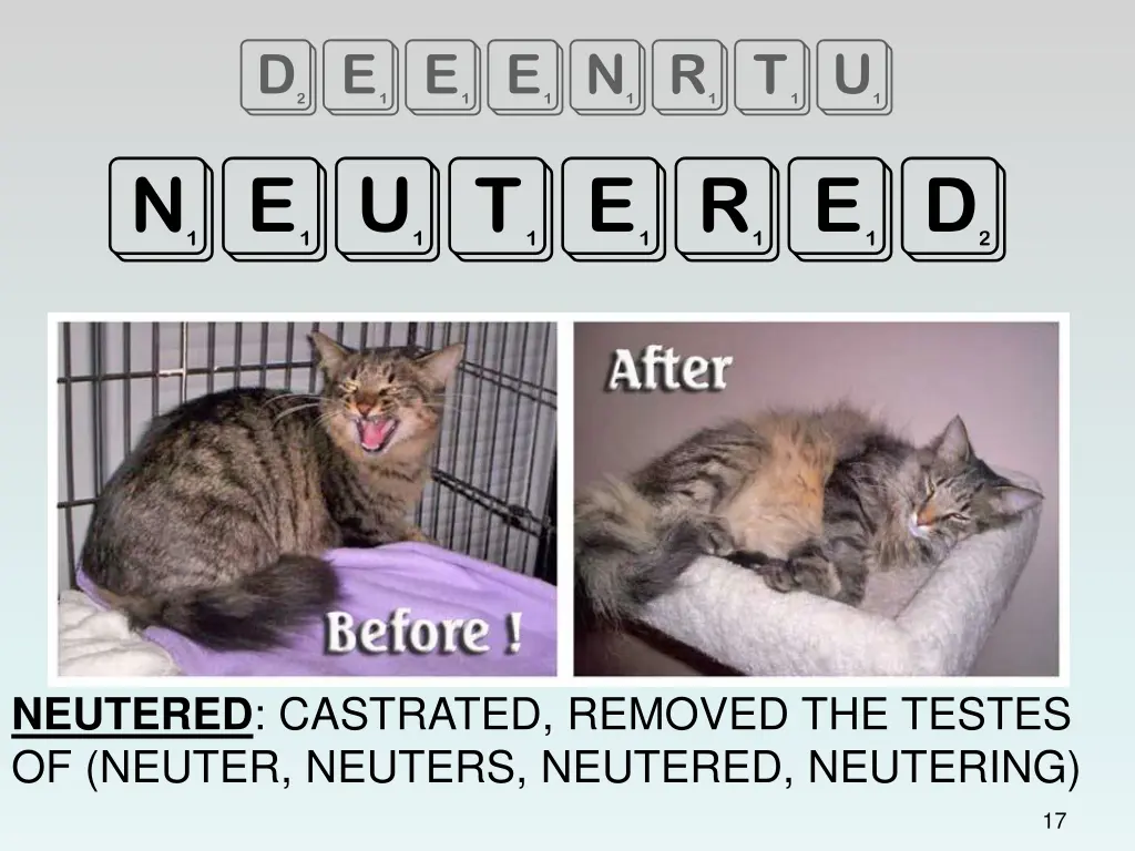 deeenrtu neutered