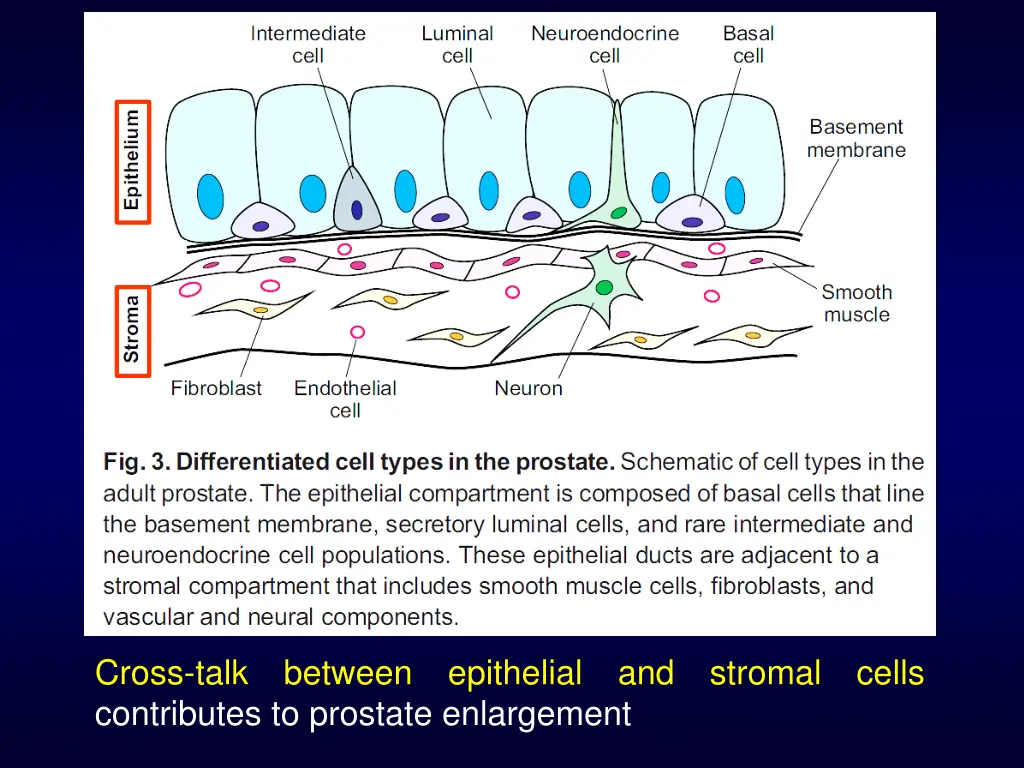 cross talk between epithelial and stromal cells