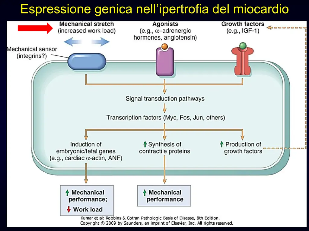 espressione genica nell ipertrofia del miocardio