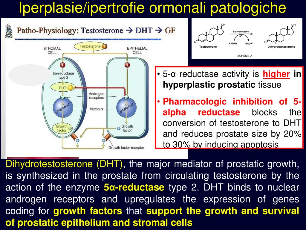 iperplasie ipertrofie ormonali patologiche 1