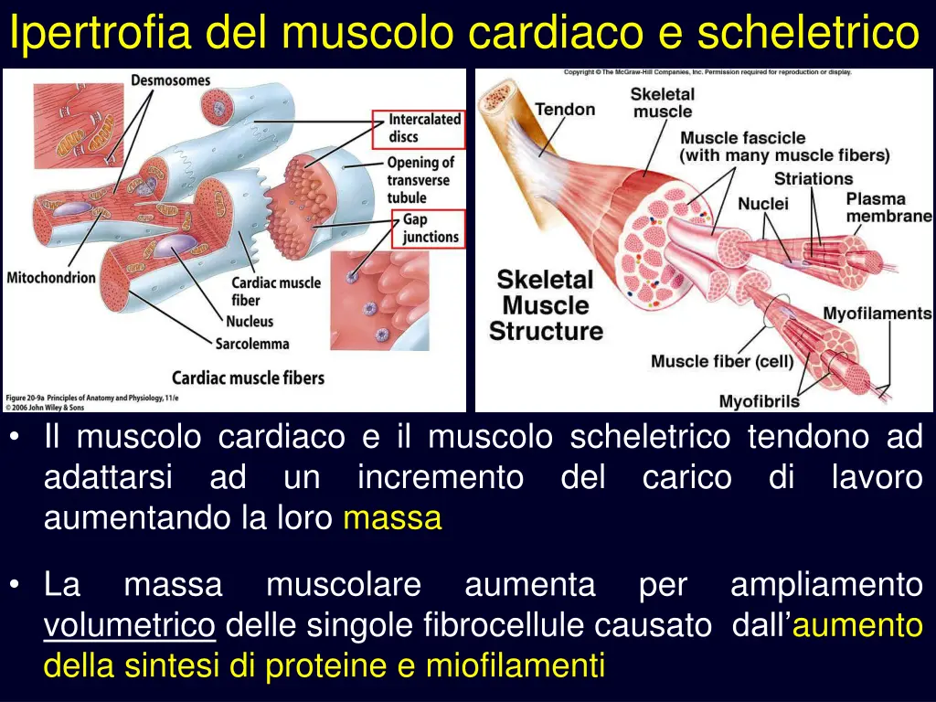 ipertrofia del muscolo cardiaco e scheletrico