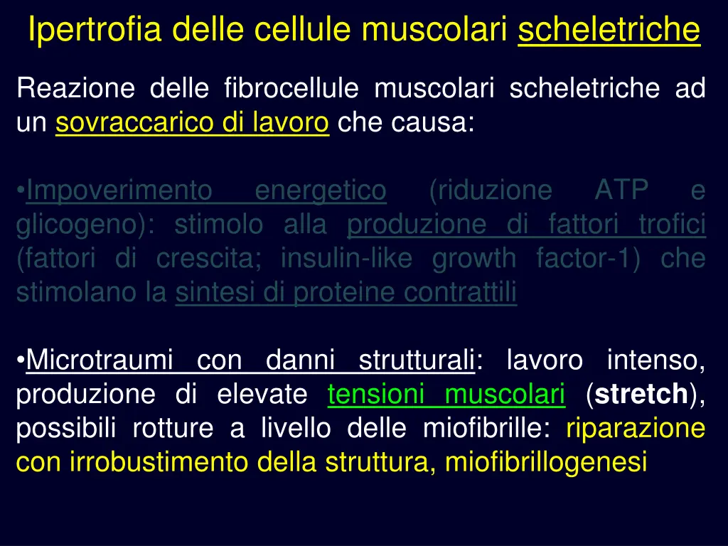 ipertrofia delle cellule muscolari scheletriche 1