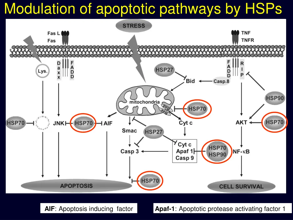 modulation of apoptotic pathways by hsps