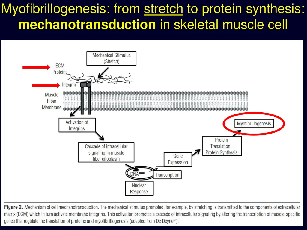 myofibrillogenesis from stretch to protein