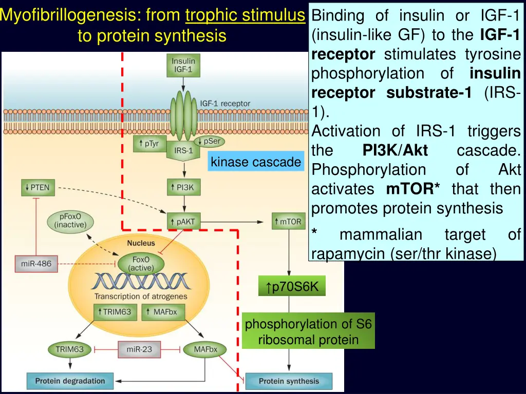 myofibrillogenesis from trophic stimulus