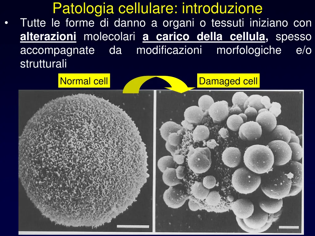 patologia cellulare introduzione tutte le forme