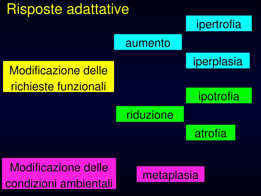 risposte adattative