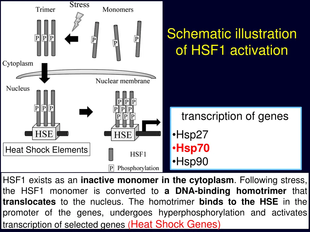 schematic illustration of hsf1 activation