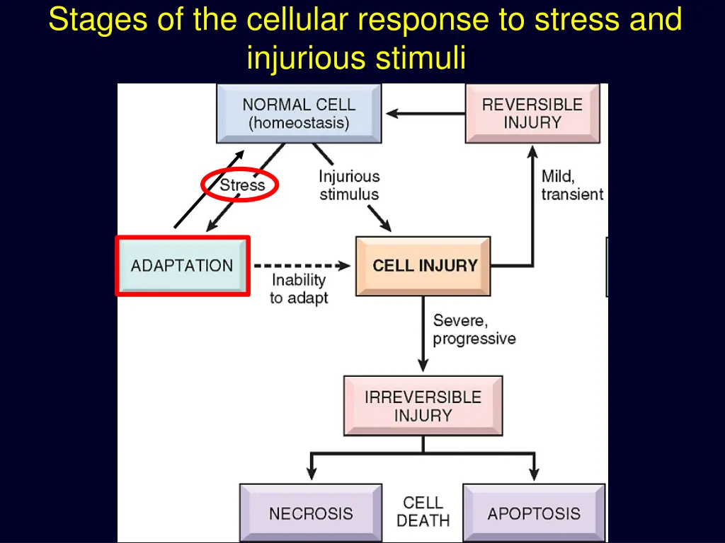 stages of the cellular response to stress