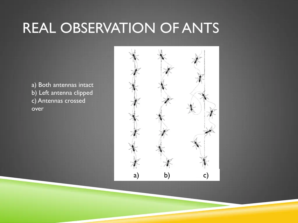 real observation of ants