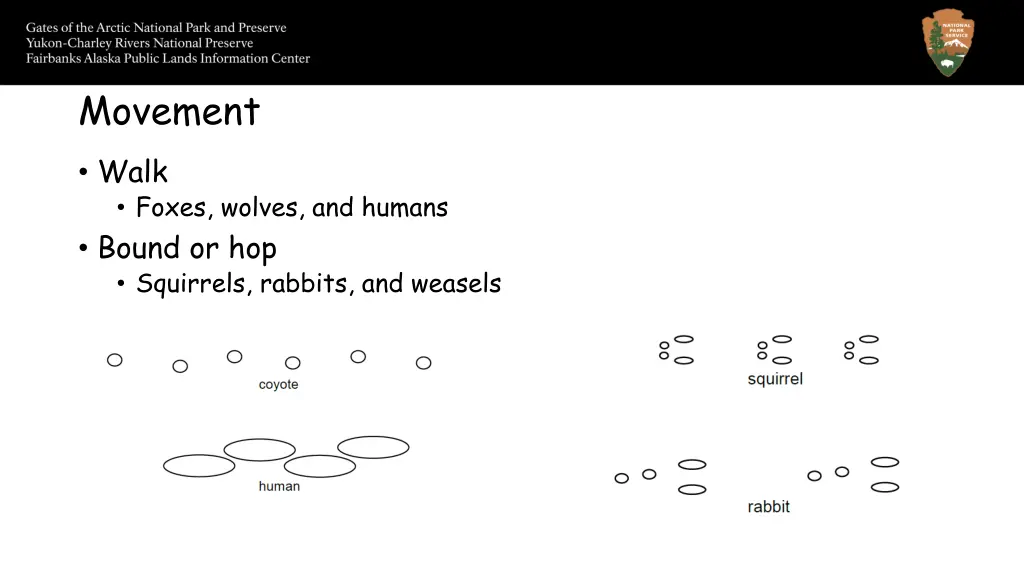 movement walk foxes wolves and humans bound