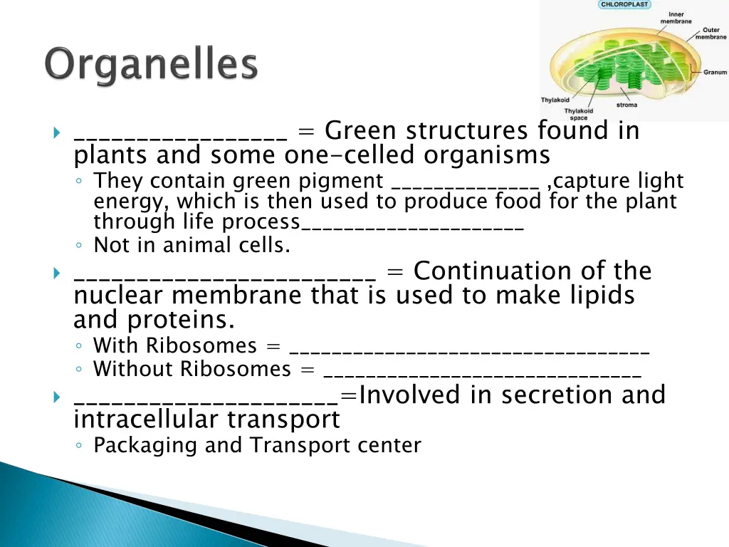 green structures found in plants and some