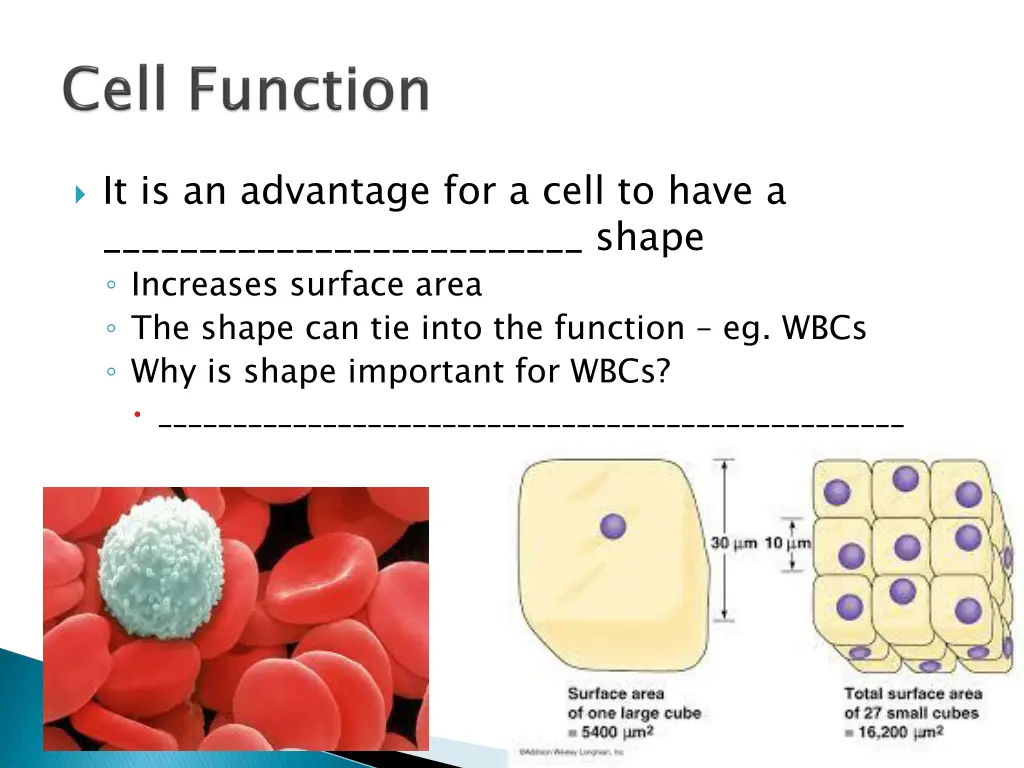 it is an advantage for a cell to have a shape