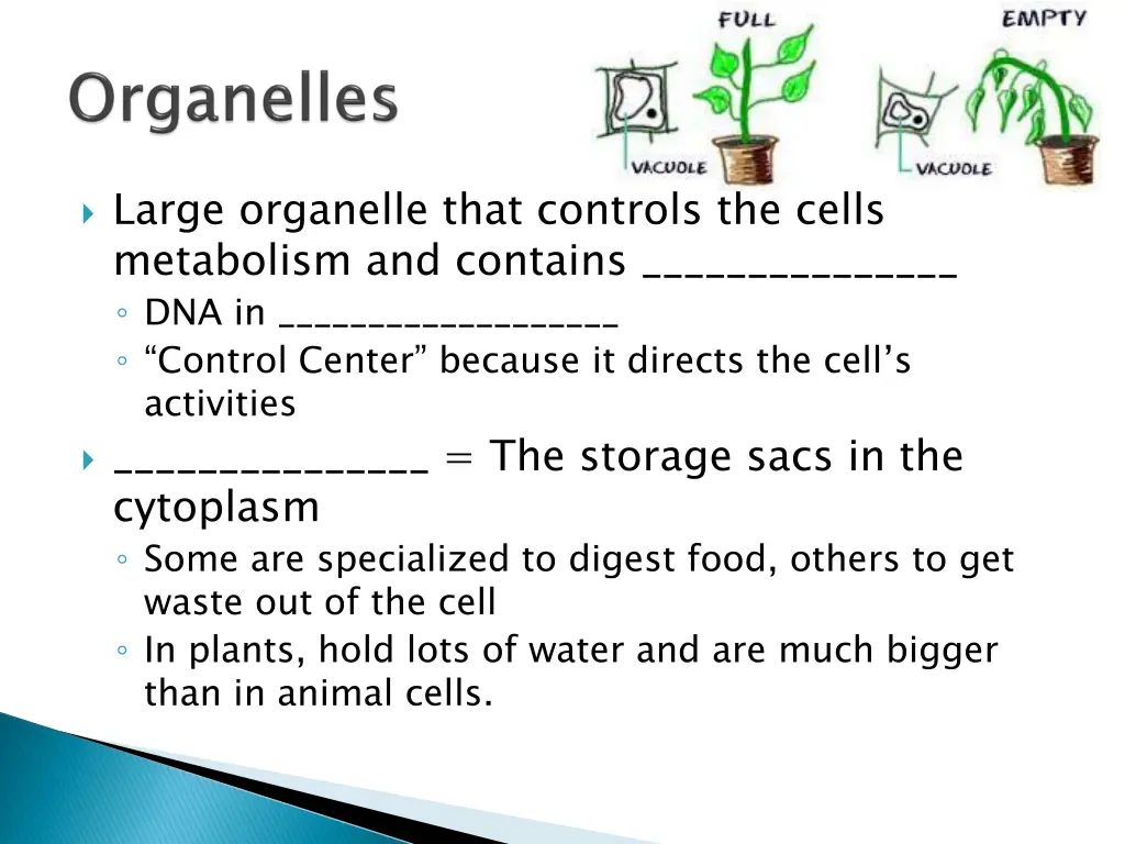 large organelle that controls the cells
