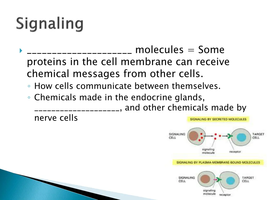 molecules some proteins in the cell membrane